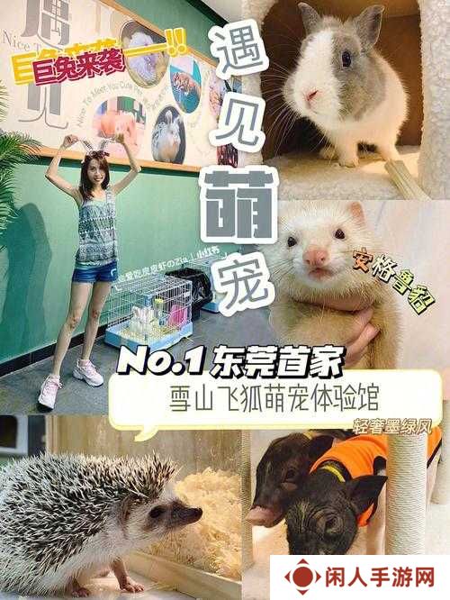 爆哭!水玉貂毛绝密获取攻略,萌宠爱好者必看!